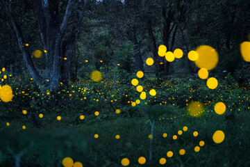 Fototapeta premium Firefly flying in the forest. Fireflies in the bush at night in Prachinburi Thailand. Long exposure photo.