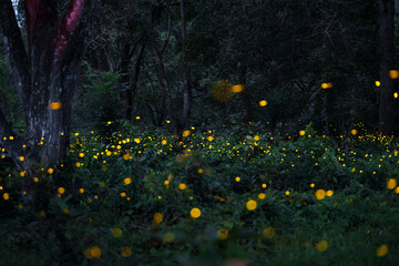 Firefly flying in the forest. Fireflies in the bush at night in Prachinburi Thailand. Long exposure photo.