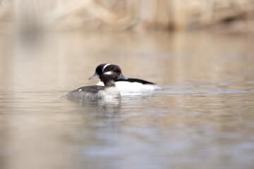 A couple of Bufflehead ducks glides smoothly across a calm lake in early spring, golden hues from nearby yellow reeds reflect on water, a serene nature scene.