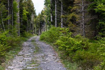 the Vergnes Noires peat bog, in Aubrac