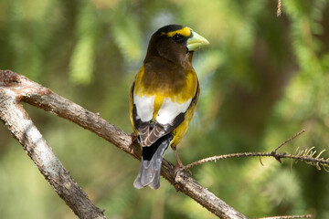 A vibrant male yellow Evening Grosbeak perches gracefully on the spruce tree with green needles in spring backyard garden, displaying its bold plumage and strong beak.