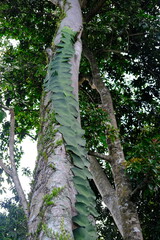Fototapeta premium Tropical Ivy with Checkerboard Leaves Climbing Tree Trunk