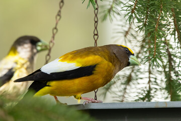 A vibrant male yellow Evening Grosbeak sitting in a feeder with a female bird on the spruce tree with green needles in spring backyard garden.