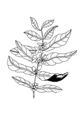 coffee branch with leaves