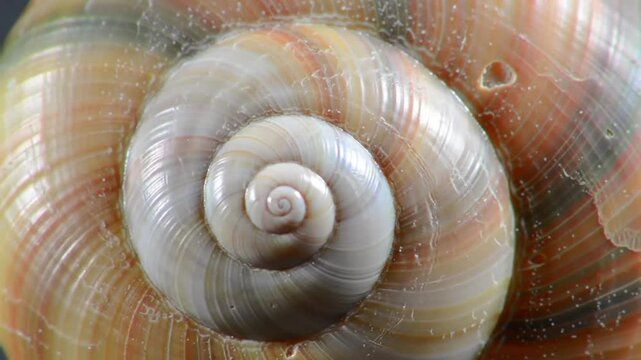 Close-up spiral shell