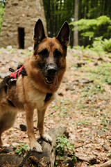 German Shepherd standing proudly in front of a forest monument on Vujan mountain, Serbia. Confident and alert pose in the wild. Hiking with pets concept