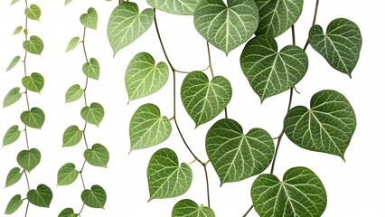 Heartleaf philodendron vines with heart-shaped leaves, showcasing intricate venation patterns, isolated on transparent background