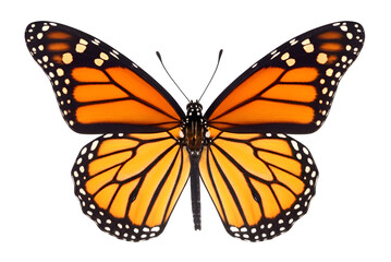  Exquisite Monarch Butterfly with Vibrant Orange and Black Wings on a Plain Background
