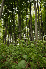 Obraz premium Lush green beech forest on Mount Vujan, Serbia. A tranquil, untouched woodland spring landscape with tall trees and soft undergrowth