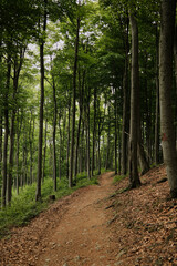 Fototapeta premium A dirt trail winds through the dense green forest on Mount Vujan, Serbia - a perfect hiking path in nature. Travel in Serbia country. Spring calm landscape