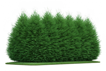 Dense, lush green hedge stands tall, providing natural barrier and privacy screen. vibrant foliage is well maintained, creating serene and inviting outdoor space