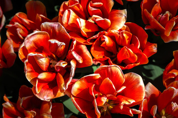 Tulip Flowers 'Queensday' Variety in Spring