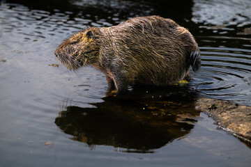Nutria or Coypu (Myocastor coypus) in the Crystal Springs Lake in Portland, OR