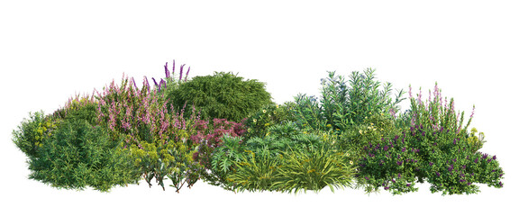 3D render of flowering shrubs on a transparent background