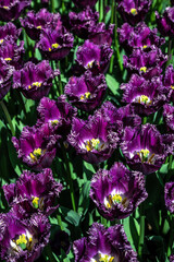 Tulip Flowers 'San George' Variety in Spring