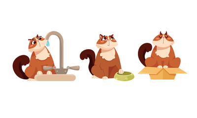 Joyful and Playful Cats Having Fun Interacting with Water, Food, and various Boxes