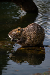 Nutria or Coypu (Myocastor coypus) in the Crystal Springs Lake in Portland, OR