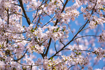 beautiful group of pink Japanese cherry blossoms flower or sakura bloomimg on the tree branch.  Small fresh buds and many petals layer romantic flora in botany garden. isolated on blue sky.