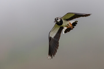 Northern lapwing (Vanellus vanellus) in flight on a misty day, Perthshire, Scotland