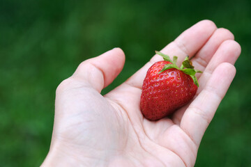 Luscious, juicy strawberry held delicately in hand. Vibrant red skin glistens, fresh green stem...