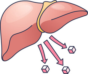 Illustration of liver releasing glucose, symbolized by arrows and glucose cubes.