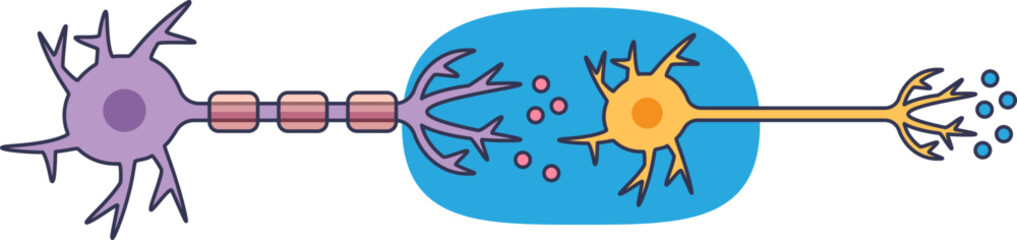 Illustration of neurons showing synaptic transmission between cells.