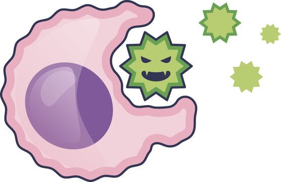 Illustration of a phagocyte engulfing a pathogen, representing phagocytosis.
