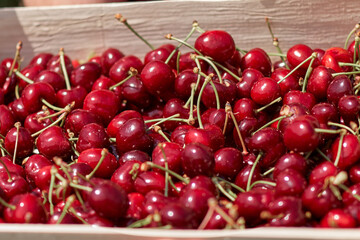 Fresh red sweet cherries in wooden crates prepared for sale on a market.