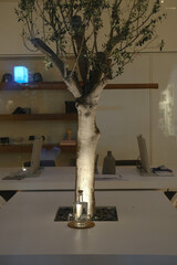 Indoor Tree Growing Through Office Table