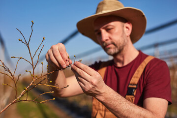 Male gardener working in a blueberries organic farm.