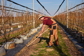 Male gardener working in a blueberries organic farm.