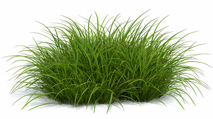 Dense Cluster Of Green Grass Isolated On White Background
