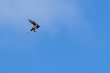 Barn Swallow (Hirundo rustica) – Commonly Found in Open Habitats Across the Northern Hemisphere