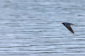 Barn Swallow (Hirundo rustica) – Commonly Found in Open Habitats Across the Northern Hemisphere