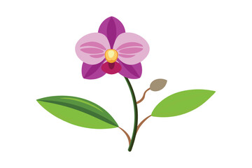 Obraz premium pink orchid flower isolated on white background