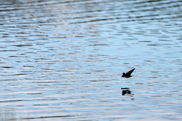 Barn Swallow (Hirundo rustica) – Commonly Found in Open Habitats Across the Northern Hemisphere