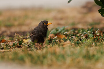 Mirlo Turdus merula sobre el cesped del jardín en parque público mira a cámara de reojo, Alcoy, España	
