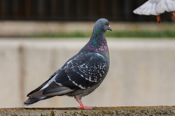 Paloma urbana Columba livia mira como vuela otra paloma, Alcoy, España