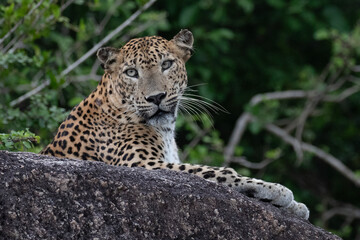 A strong male leopard is relaxing on a boulder in Kumana national park, Sri Lanka.
