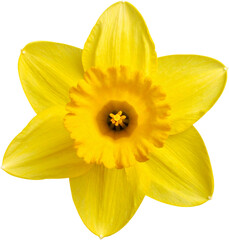 Vibrant Yellow Daffodil Flower Close-up © Sanjida