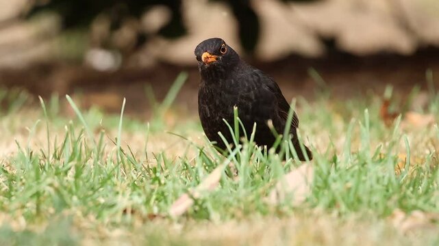 Mirlo Turdus merula caminando sobre el cesped del jard&iacute;n p&uacute;blico se para y mira a c&aacute;mara, Alcoy, Espa&ntilde;a