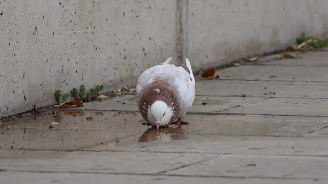 Paloma mensajera marr&oacute;n bebe de charco de agua esparcida por aspersores del parque en Alcoy, Espa&ntilde;a