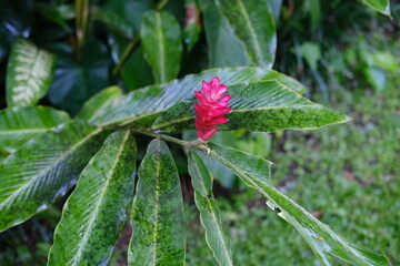 Red Tropical Flower with Wet Foliage in Background