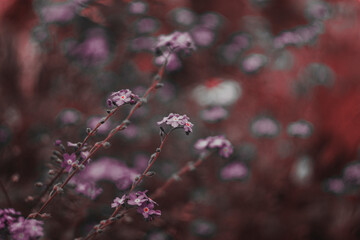 Forget-Me-Nots in Crimson Dreamscape