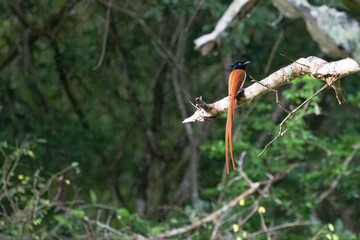 An orange coloured paradise flycatcher perched on a branch in the jungle.