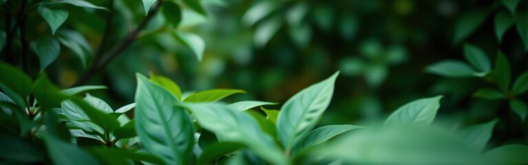 Obraz premium Lush green foliage with a shallow depth of field creating a natural background