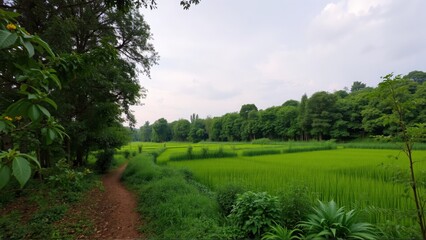 Obraz premium Lush green paddy field landscape with a path leading into a tranquil setting