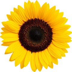 Fototapeta premium Sunflower isolated on without background