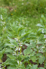 Broad bean plants growing in the field in Zuberec, Slovakia