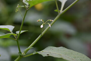 Solanum nigrum flowers. Its common names  European black nightshade, simply black nightshade, blackberry nightshade and black nightshade. This  is a species of flowering plant in the family Solanaceae